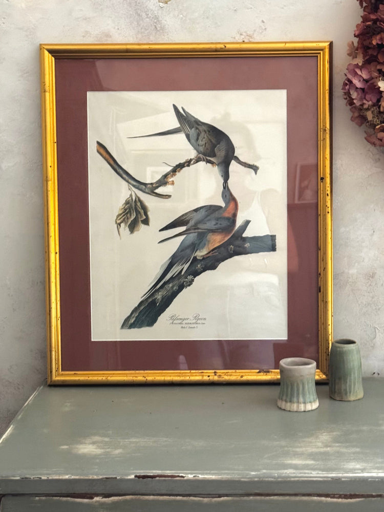 Passenger Pigeons — Vintage Framed Bird Print