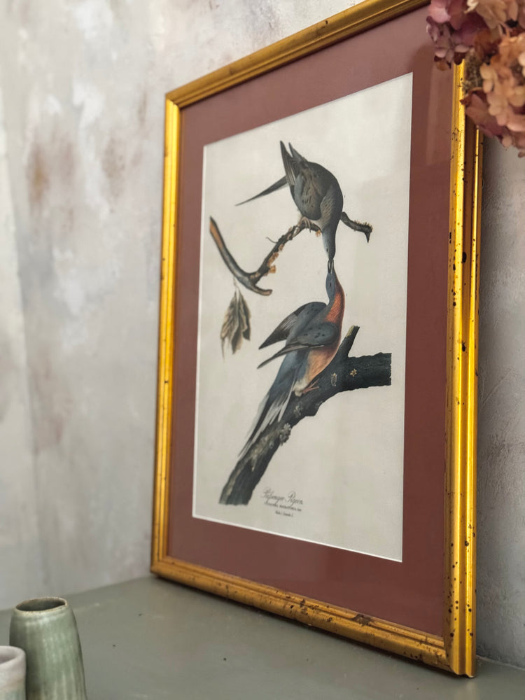 Passenger Pigeons — Vintage Framed Bird Print